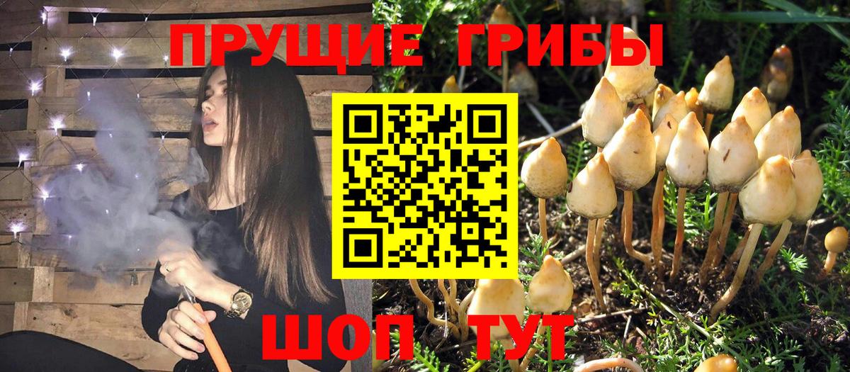 Батайск  Псилоцибиновые грибы Psilocybe  Вход с VPN 